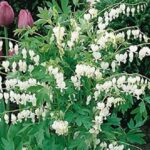 Dicentra Spectabilis (Bleeding heart) 'Alba' Perennial 9cm Pot Plants Pack x3