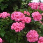 Ivy Leaf Trailing Geranium 'Sybil Pink' Pack x6 Plug Plants