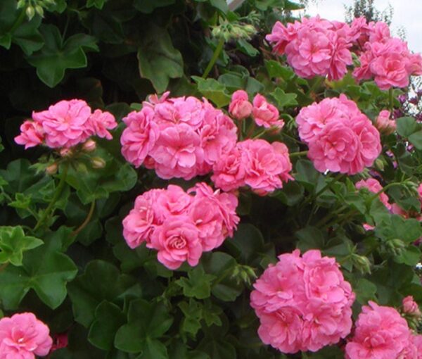 Ivy Leaf Trailing Geranium 'Sybil Pink' Pack x6 Plug Plants