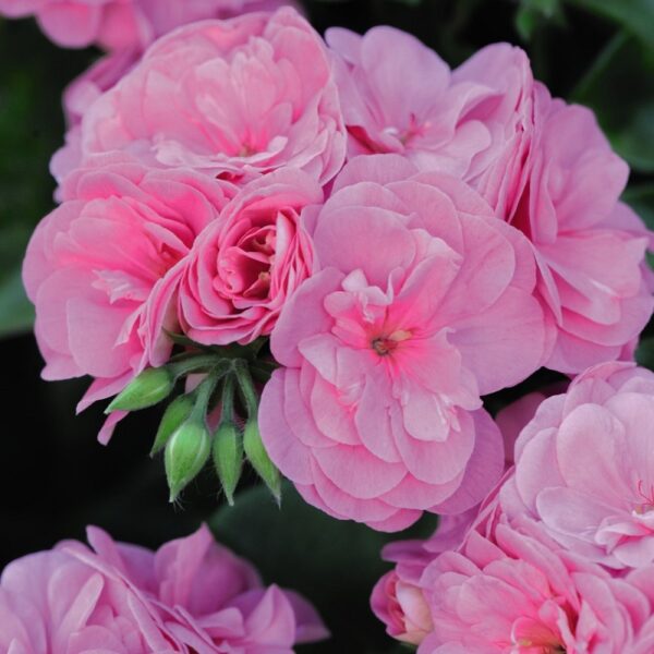 Ivy Leaf Trailing Geranium 'Sybil Pink' Pack x6 Plug Plants
