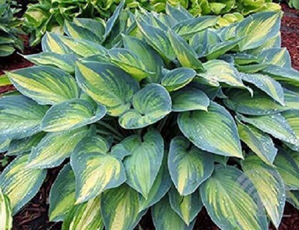 Hosta 'June' Perennial XXL Supersize Plug Plants Pack x3