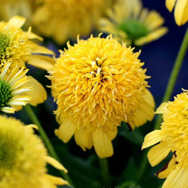 Echinacea (Coneflower) Echinacea SUNNY DAYS™ ‘Lemon XXL Supersize Plug Plants Pack x3