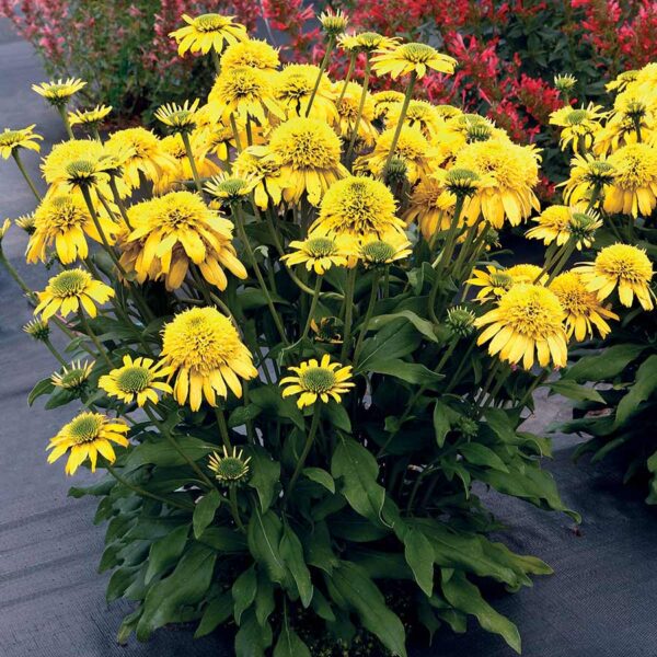 Echinacea (Coneflower) Echinacea SUNNY DAYS™ ‘Lemon XXL Supersize Plug Plants Pack x3