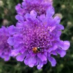 Scabious Scabiosa 'Vivid Violet' (Pincushion Flower) Plug Plants Pack x6