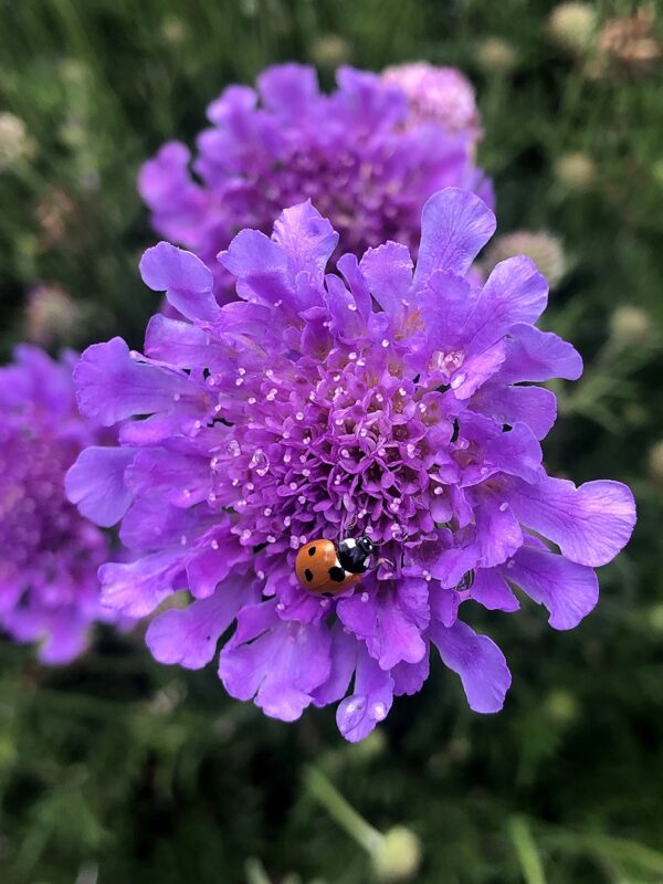 Scabious Scabiosa 'Vivid Violet' (Pincushion Flower) Plug Plants Pack x6