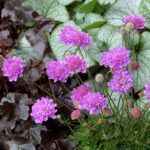 Scabious Scabiosa 'Vivid Violet' (Pincushion Flower) Plug Plants Pack x6