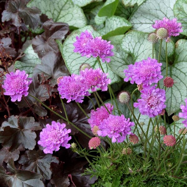 Scabious Scabiosa 'Vivid Violet' (Pincushion Flower) Plug Plants Pack x6