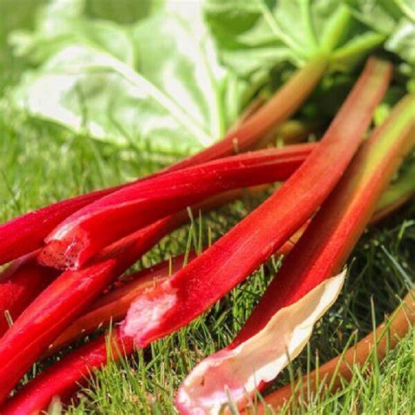 Rhubarb 'Raspberry Red' Vegetable 9cm Pot Plant Pack x1