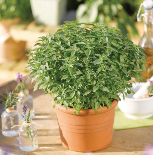 Basil Ocimum Green Sensation Garden Herb Plug Plants Pack x6
