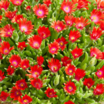 Delosperma Suntropics™ Fire Plug Plants Pack x6