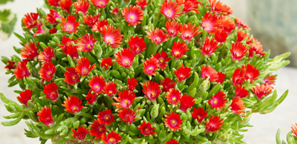 Delosperma Suntropics™ Fire Plug Plants Pack x6