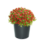 Delosperma Suntropics™ Fire Plug Plants Pack x6