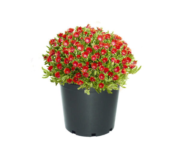 Delosperma Suntropics™ Fire Plug Plants Pack x6