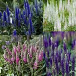 Veronica Spicata 'Candles Mix' Perennial LARGE Plug Plants Pack x6