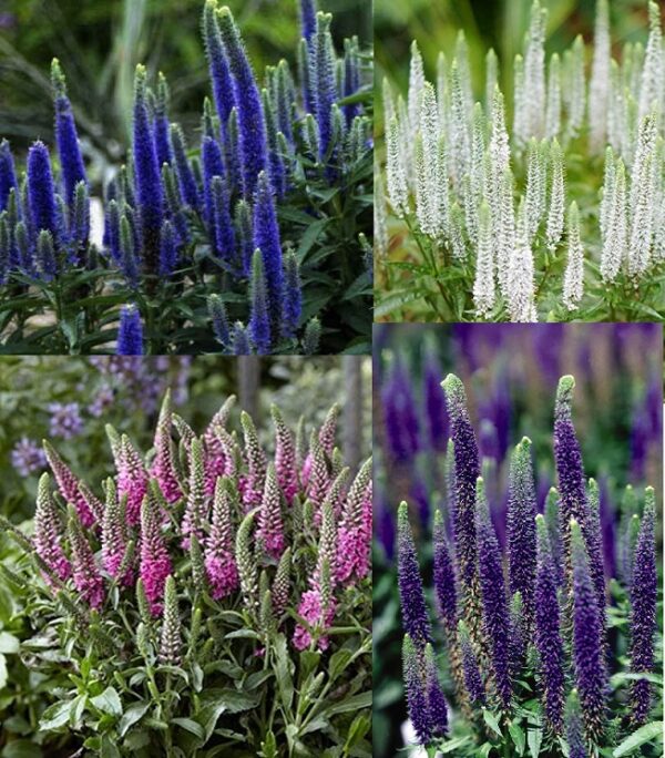 Veronica Spicata 'Candles Mix' Perennial LARGE Plug Plants Pack x6