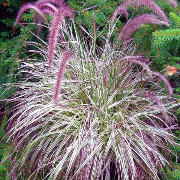Grass Perennial Pennisetum 'Cherry Sparkler' Large Plug Plants Pack x6