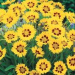 Coreopsis 'Sunfire' Perennial Plug Plants Pack x6
