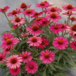 Echinacea (Coneflower) Kismet® ‘Raspberry’ Plug Plants Pack x6