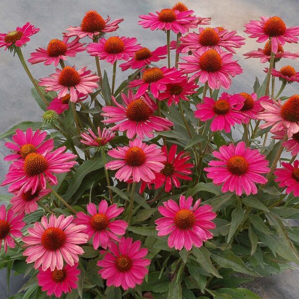 Echinacea (Coneflower) Kismet® ‘Raspberry’ Plug Plants Pack x6