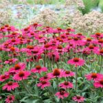 Echinacea (Coneflower) Kismet® ‘Raspberry’ Plug Plants Pack x6