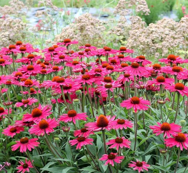 Echinacea (Coneflower) Kismet® ‘Raspberry’ Plug Plants Pack x6