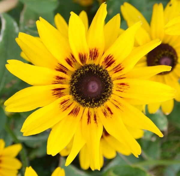 Rudbeckia Sunburst ‘Sunset’ Plug Plants Pack x6