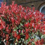 Photinia Red Robin Perennial Shrub 9cm Pot Plants Pack X3