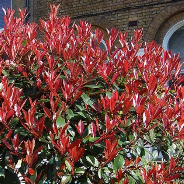 Photinia Red Robin Perennial Shrub 9cm Pot Plants Pack X3