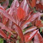 Photinia Red Robin Perennial Shrub 9cm Pot Plants Pack X3