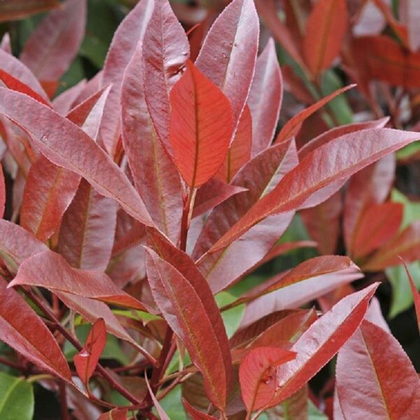 Photinia Red Robin Perennial Shrub 9cm Pot Plants Pack X3
