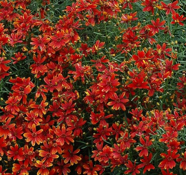 Coreopsis Verticillata ‘Ladybird’ Perennial Plug Plants Pack x6
