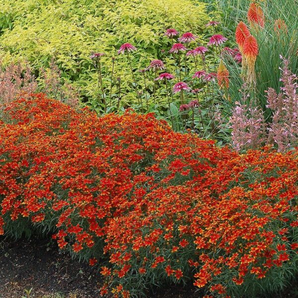 Coreopsis Verticillata ‘Ladybird’ Perennial Plug Plants Pack x6