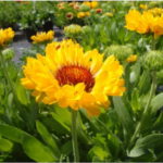 Gaillardia Grandiflora 'Fanfare Citronella' Perennial Plug Plants LARGE Pack x6