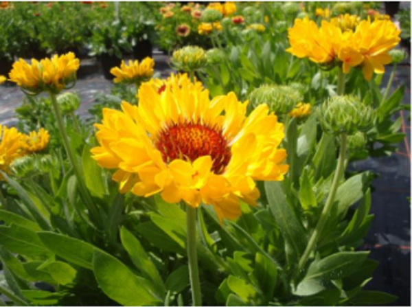 Gaillardia Grandiflora 'Fanfare Citronella' Perennial Plug Plants LARGE Pack x6