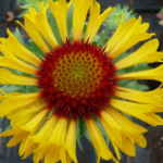 Gaillardia Grandiflora 'Fanfare Citronella' Perennial Plug Plants LARGE Pack x6