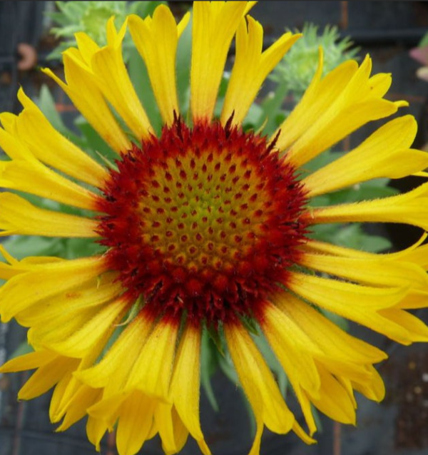 Gaillardia Grandiflora 'Fanfare Citronella' Perennial Plug Plants LARGE Pack x6