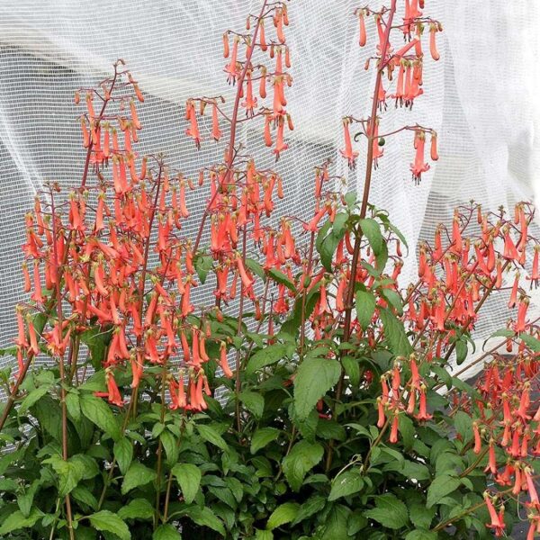 Phygelius Colourburst Orange Plug Plants LARGE Pack x6