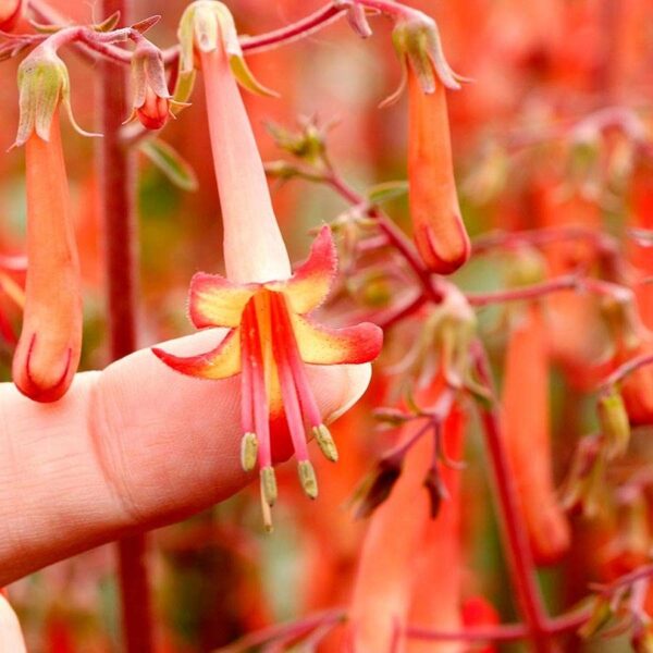 Phygelius Colourburst Orange Plug Plants LARGE Pack x6