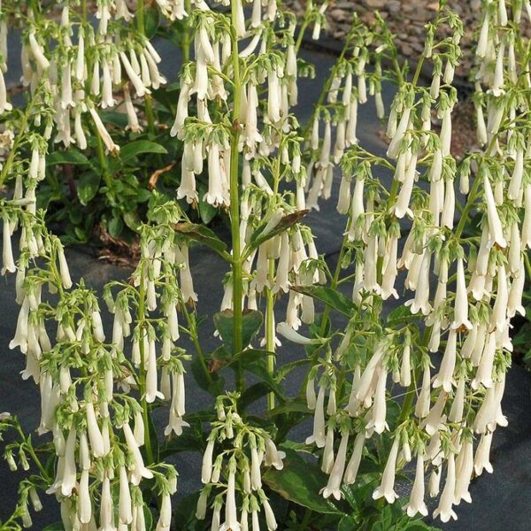 Phygelius Colourburst White Plug Plants LARGE Pack x6