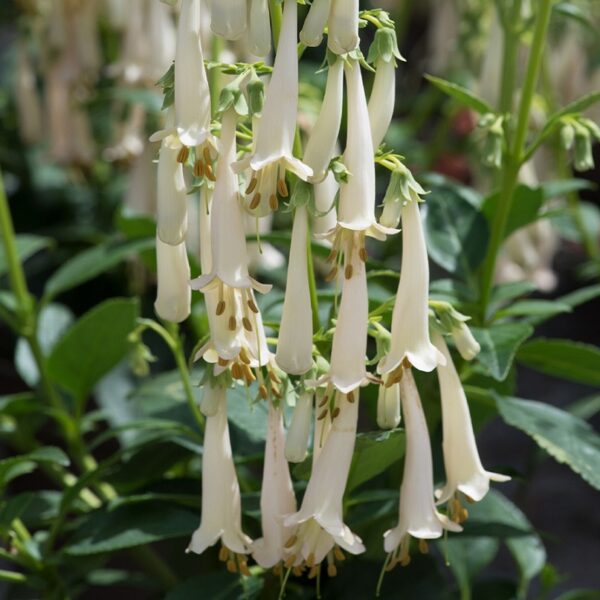 Phygelius Colourburst White Plug Plants LARGE Pack x6