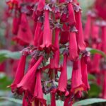 Phygelius Colourburst Rose Plug Plants LARGE Pack x6