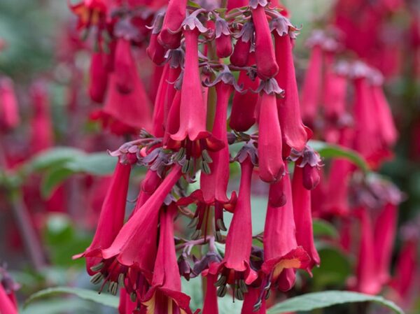 Phygelius Colourburst Rose Plug Plants LARGE Pack x6
