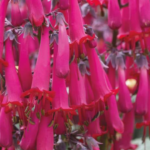 Phygelius Colourburst Rose Plug Plants LARGE Pack x6