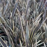 Phormium 'Alison Blackman' Perennial Grasses/Flax 9cm Pot Plant x1
