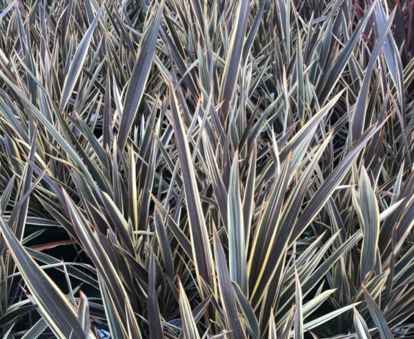 Phormium 'Alison Blackman' Perennial Grasses/Flax 9cm Pot Plant x1