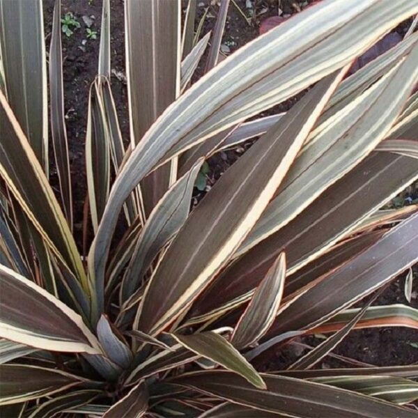Phormium 'Alison Blackman' Perennial Grasses/Flax 9cm Pot Plant x1