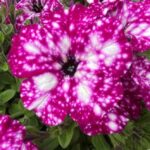 Petunia Semi-Trailing 'Royal Sky®' Summer Plug Plants Pack x 6 New!
