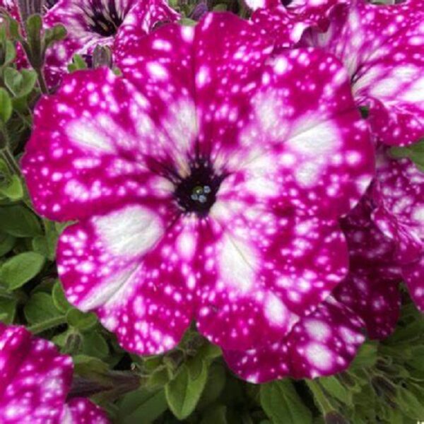 Petunia Semi-Trailing 'Royal Sky®' Summer Plug Plants Pack x 6 New!