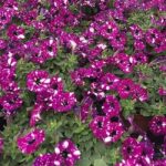 Petunia Semi-Trailing 'Royal Sky®' Summer Plug Plants Pack x 6 New!
