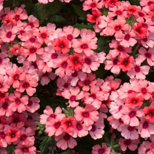Verbena Trailing Showboat 'Mango' Basket / Garden Trailing Plug Plants Pack x6